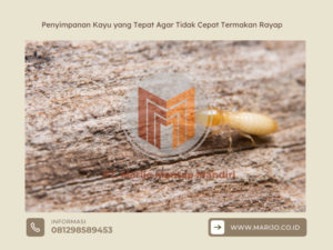 Penyimpanan Kayu yang Tepat Agar Tidak Cepat Termakan Rayap