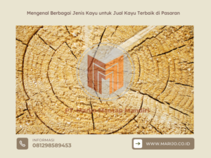 Mengenal Berbagai Jenis Kayu untuk Jual Kayu Terbaik di Pasaran